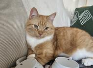 Grajewo ogłoszenia: W dniu 27.12.2025 ok. 8:30 na ulicy Miłej zaginął kot. Nazywa... - zdjęcie