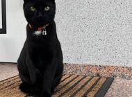 Grajewo ogłoszenia: Szukamy odpowiedzialnych osób chętnych do adopcji dwóch kotek.... - zdjęcie