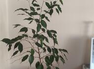 Grajewo ogłoszenia: Sprzedam benjamina widocznego na zdjęciu ,ok 1 m wysokości ,bez... - zdjęcie