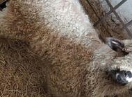 Grajewo ogłoszenia: Mam na sprzedaż barana i owieczkę, osoby zainteresowane proszę... - zdjęcie