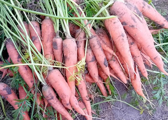 Grajewo ogłoszenia: Sprzedam marchew ekologiczną cena 4 zł za kg oraz cukinię 3 zł...