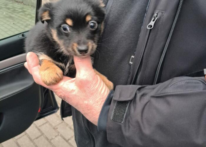 Grajewo ogłoszenia: Oddam w dobre ręce suczke 2 miesiące mamusia pinczerek ojciec...