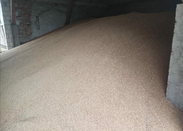Grajewo ogłoszenia: Sprzedam pszenżyto ozime, ilość około 70 ton. Cena 85 zł za...