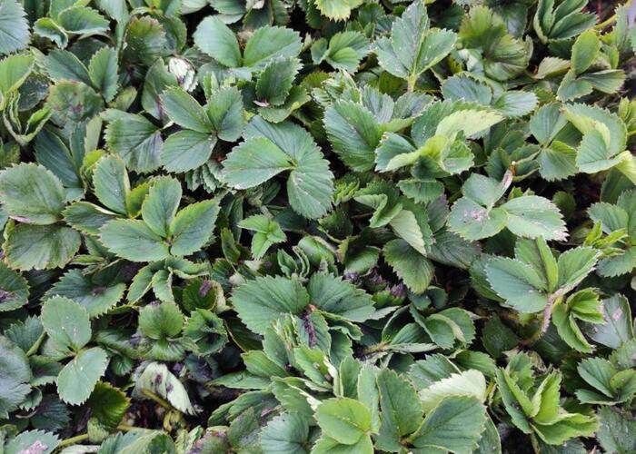 Grajewo ogłoszenia: Sprzedam sadzonki truskawek 
Odmiana słodka 
Z ładnym, dużym...