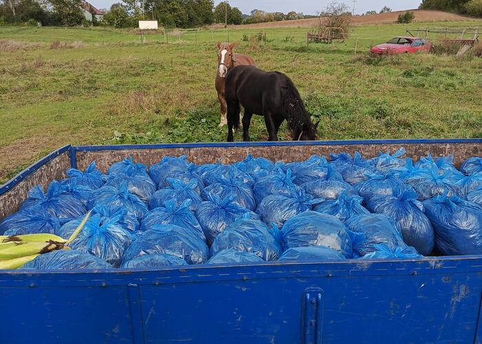 Grajewo ogłoszenia: Sprzedam  obornik  koński worki 60 l  dowóz do klienta.